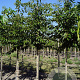 Prunus yedoensis 12-14 HO draadkluit