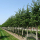 Prunus yedoensis 25-30 HO draadkluit 250 cm stam