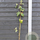 Rubus frut. 'Triple Crown' 150-175 cm vierkant rond 5,5L