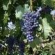 Vitis 'Regent' 80-100 cm rozenpot 2L