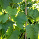 Vitis 'Regent' 80-100 cm rozenpot 2L