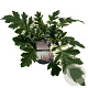 Acanthus 'Whitewater' GM 2,0L