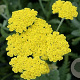 Achillea 'Helios' GM P9