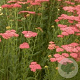 Achillea m. 'Cerise Queen' GM P9