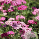 Achillea m. 'Heidi' GM P9