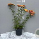 Achillea m. 'Paprika' GM 2,0L