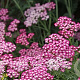 Achillea m. 'Red Beauty' GM P9
