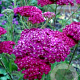 Achillea m. 'Saucy Seduction' GM P9