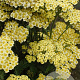 Achillea m. 'Sunny Seduction' GM P9