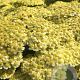 Achillea m. 'Sunny Seduction' GM P9