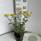 Achillea 'Moonshine' GM 2,0L