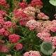 Achillea 'Velour' GM P9