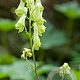 Aconitum vulparia GM P9