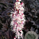 Actaea simp. 'Pink Spike' GM P9