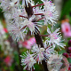 Actaea simp. 'Pink Spike' GM P9