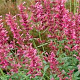 Agastache 'Morello' GM P9