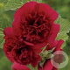 Alcea r. 'Charters Rot' GM P9