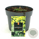 Alchemilla mollis GM 2,0L