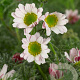Anacyclus pyrethrum depressus GM P9