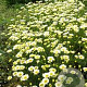 Anthemis tinctoria 'Lemon Ice' GM P9