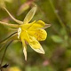 Aquilegia 'Spring Magic Yellow' GM P9