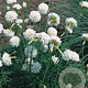 Armeria mar. 'Alba' GM P9