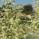 Artemisia lactiflora 'Elfenbein' GM P9