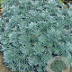 Artemisia schmidt. 'Nana' GM P9
