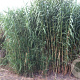 Arundo donax GM  P11