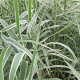 Arundo donax 'Ely' GM  P11