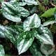 Asarum splendens GM P9