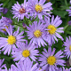 Aster (D) 'Blauer Gletscher' GM P9