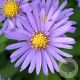 Aster (D) 'Blauer Gletscher' GM P9