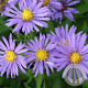 Aster (D) 'Blauer Gletscher' GM P9