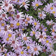 Aster (D) 'Blauer Zwerg' GM P9