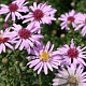 Aster (U) 'Coombe Fishacre' GM P9