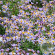 Aster 'Eleven Purple' GM P9