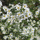 Aster ericoides 'Schneetanne' GM P9