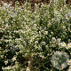 Aster ericoides 'Schneetanne' GM P9