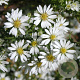 Aster ericoides 'Schneetanne' GM P9