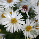 Aster (D) 'Niobe' GM P9