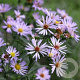 Aster n.-b. 'Blaukuppel' GM P9