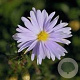 Aster n.-b. 'Brigitte' GM P9