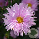 Aster n.-b. 'Fellowship' GM P9
