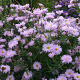 Aster n.-b. 'Fellowship' GM P9
