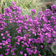 Aster n.-b. 'Karminkuppel' GM P9