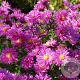 Aster n.-b. 'Karminkuppel' GM P9