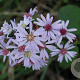 Aster spectabilis 'Ile de Montreal' GM P9