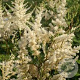 Astilbe 'Vision in White' GM P9