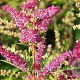 Astilbe Younique Lilac GM P9